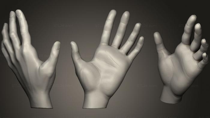 Anatomy of skeletons and skulls (hands Anatomy Study, ANTM_0622) 3D models for cnc